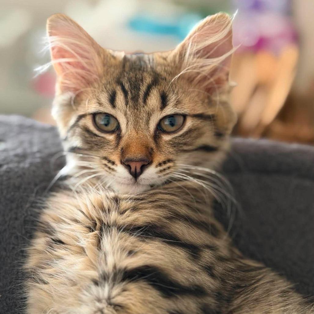 Enlarge Bastian, a Adoptable Domestic Medium Hair in Jarrettsville, MD image 3/6