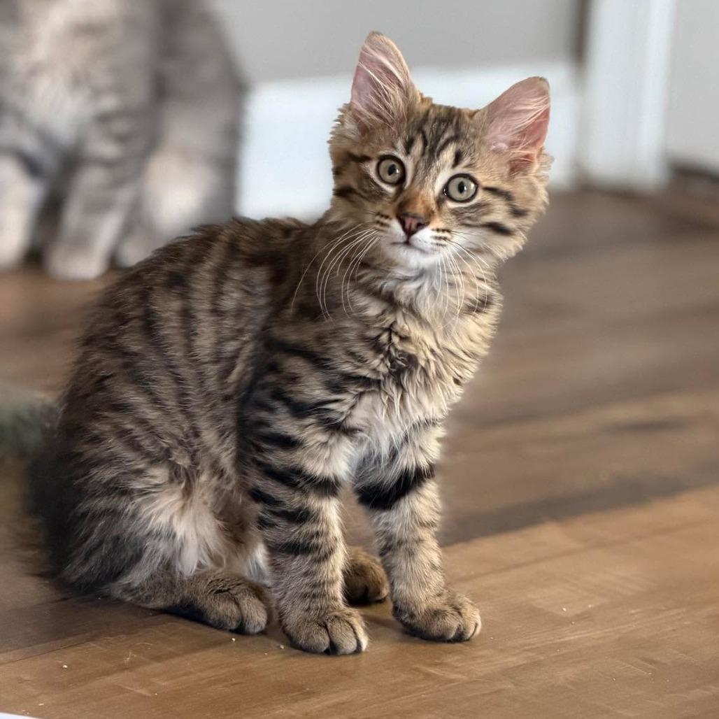 Enlarge Bastian, a Adoptable Domestic Medium Hair in Jarrettsville, MD image 4/6