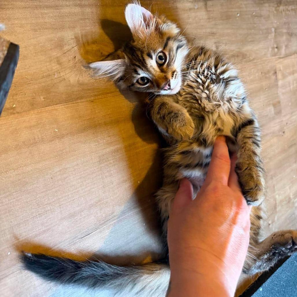 Enlarge Bastian, a Adoptable Domestic Medium Hair in Jarrettsville, MD image 5/6