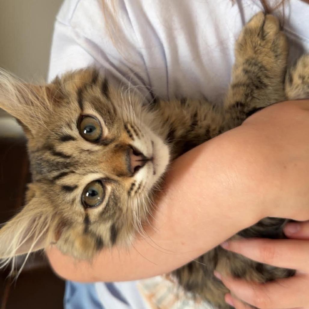 Enlarge Bastian, a Adoptable Domestic Medium Hair in Jarrettsville, MD image 6/6