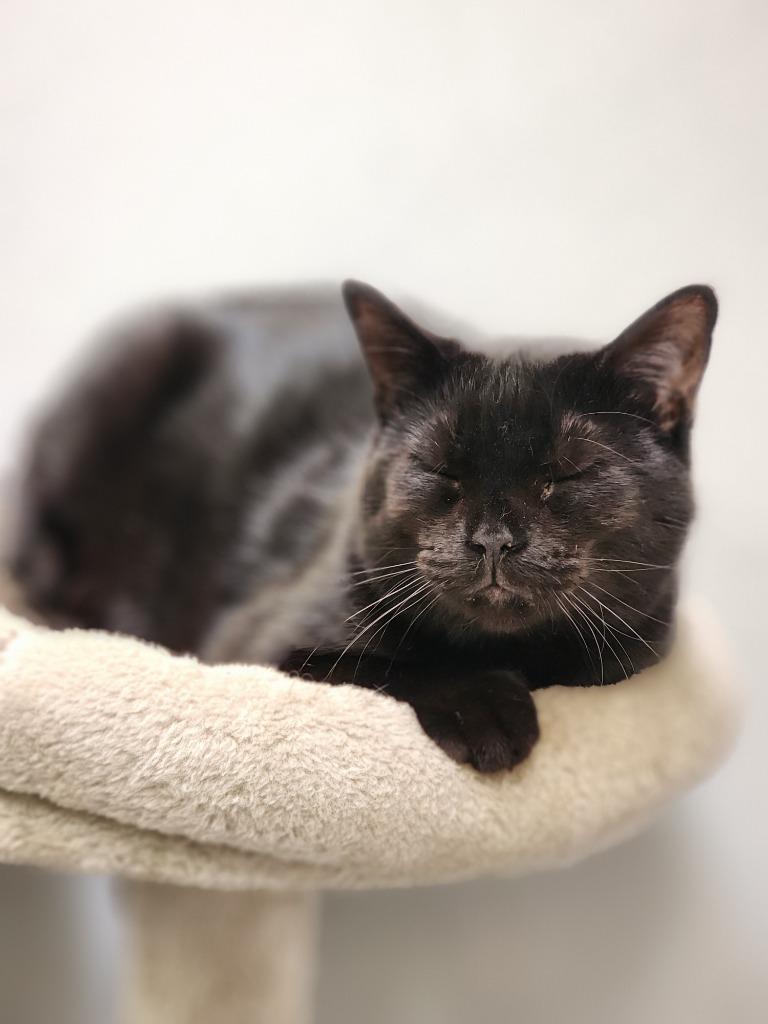 Bexley, Adoptable, Young Female Domestic Short Hair.