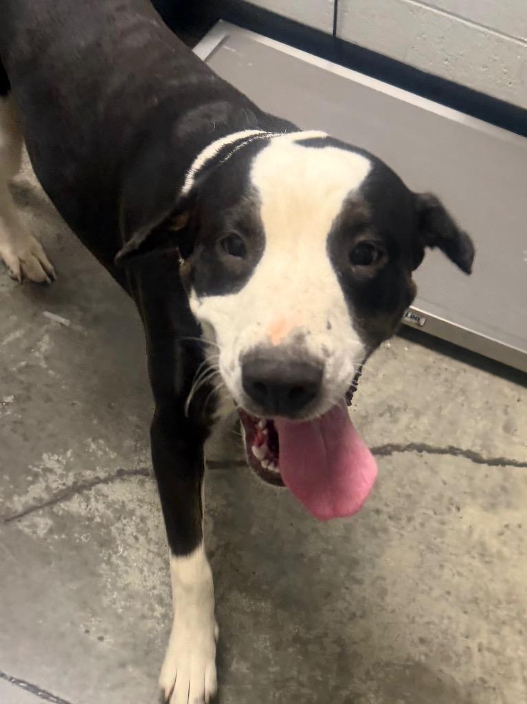 Enlarge Moo Moo, a Adoptable mixed breed in Henderson, NC image 1/1