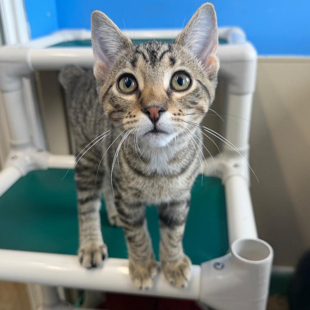 King, Adoptable, Kitten Male Domestic Short Hair.