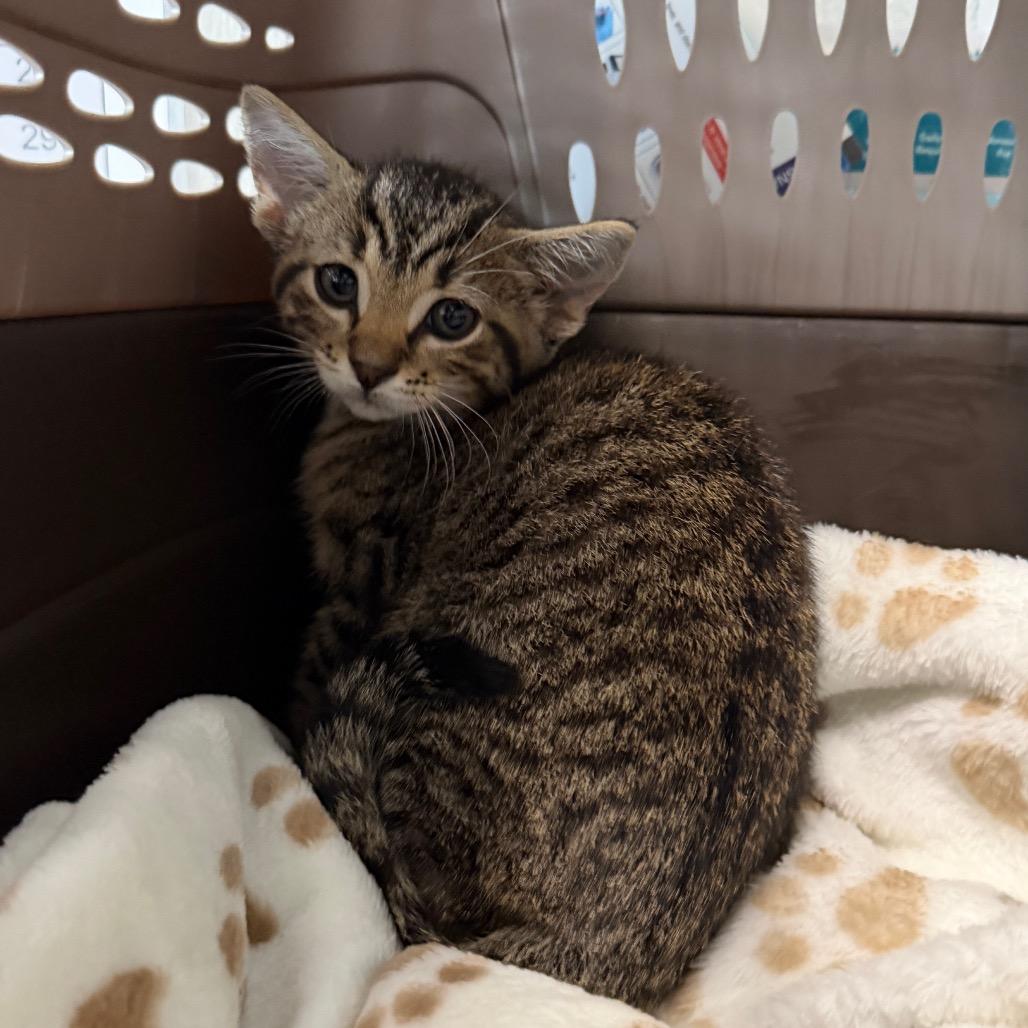 Enlarge King, a Adoptable Domestic Short Hair in Mankato, MN image 2/4