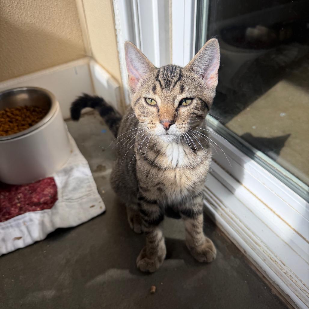 Enlarge King, a Adoptable Domestic Short Hair in Mankato, MN image 3/4