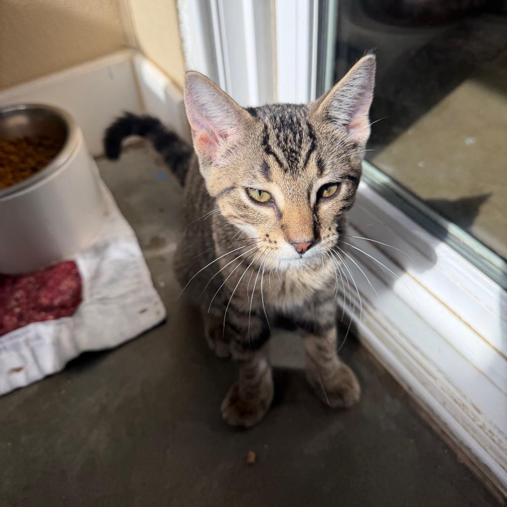 Enlarge King, a Adoptable Domestic Short Hair in Mankato, MN image 4/4
