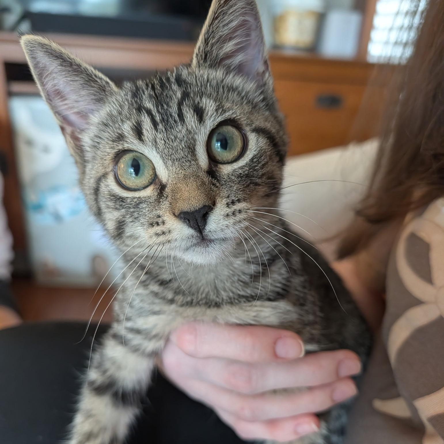 French fry, Adopted, Kitten Female Tabby.