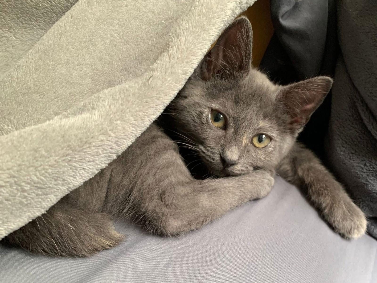 Pansy, Adopted, Kitten Female Dilute Tortoiseshell.