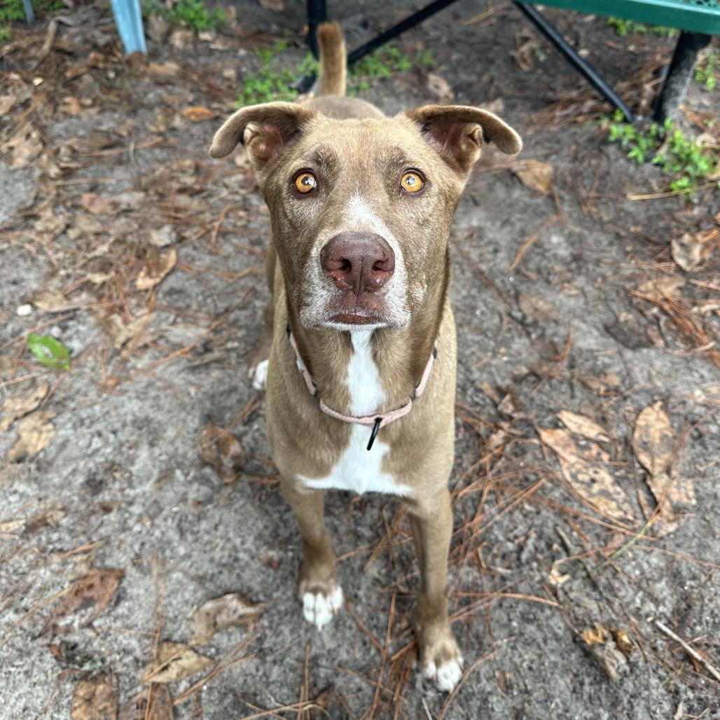Steve, Adoptable, Adult Male Mixed Breed.