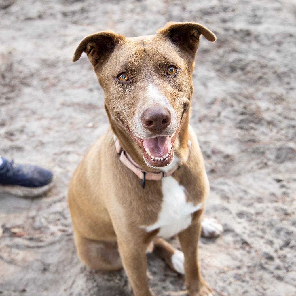 Enlarge Steve, a Adoptable Mixed Breed in Gainesville, FL image 2/6
