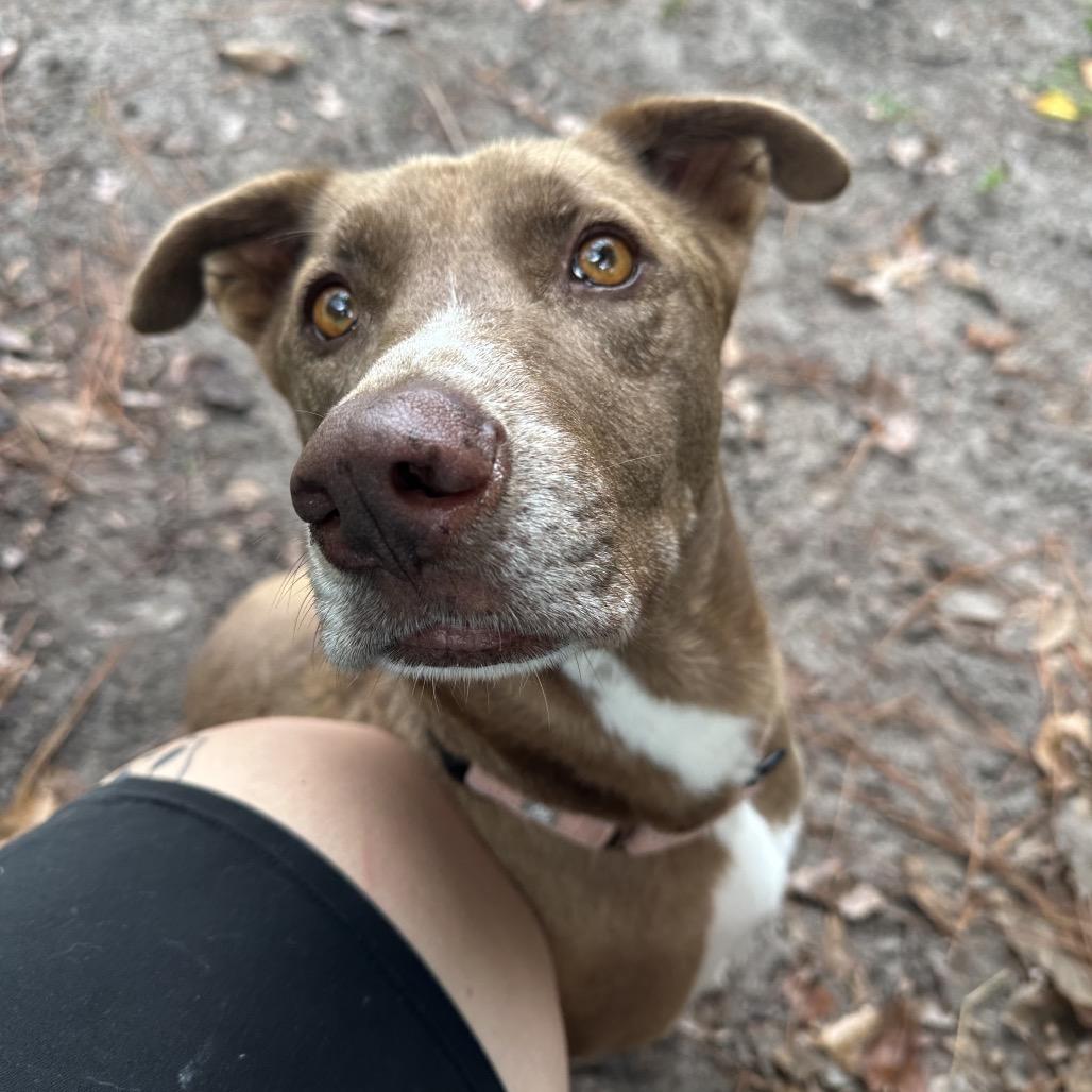 Enlarge Steve, a Adoptable Mixed Breed in Gainesville, FL image 3/6