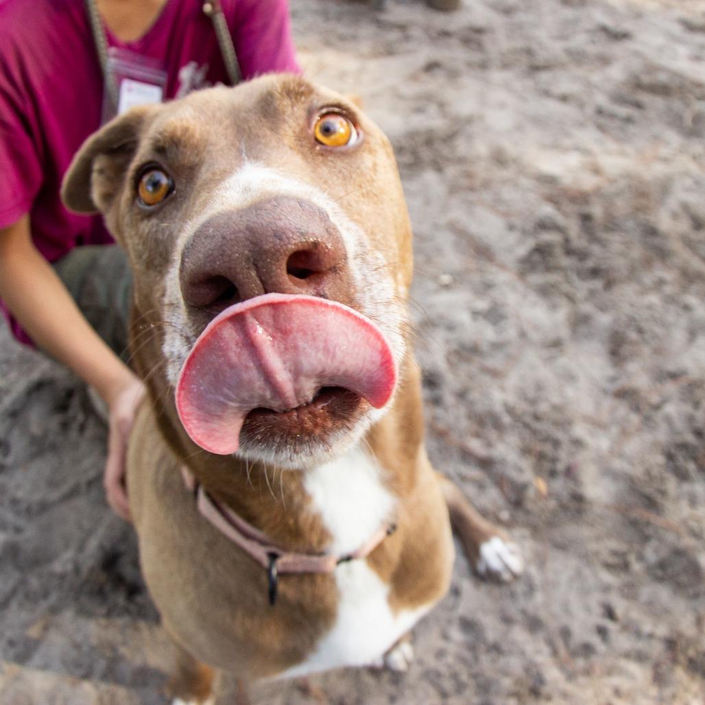 Enlarge Steve, a Adoptable Mixed Breed in Gainesville, FL image 4/6