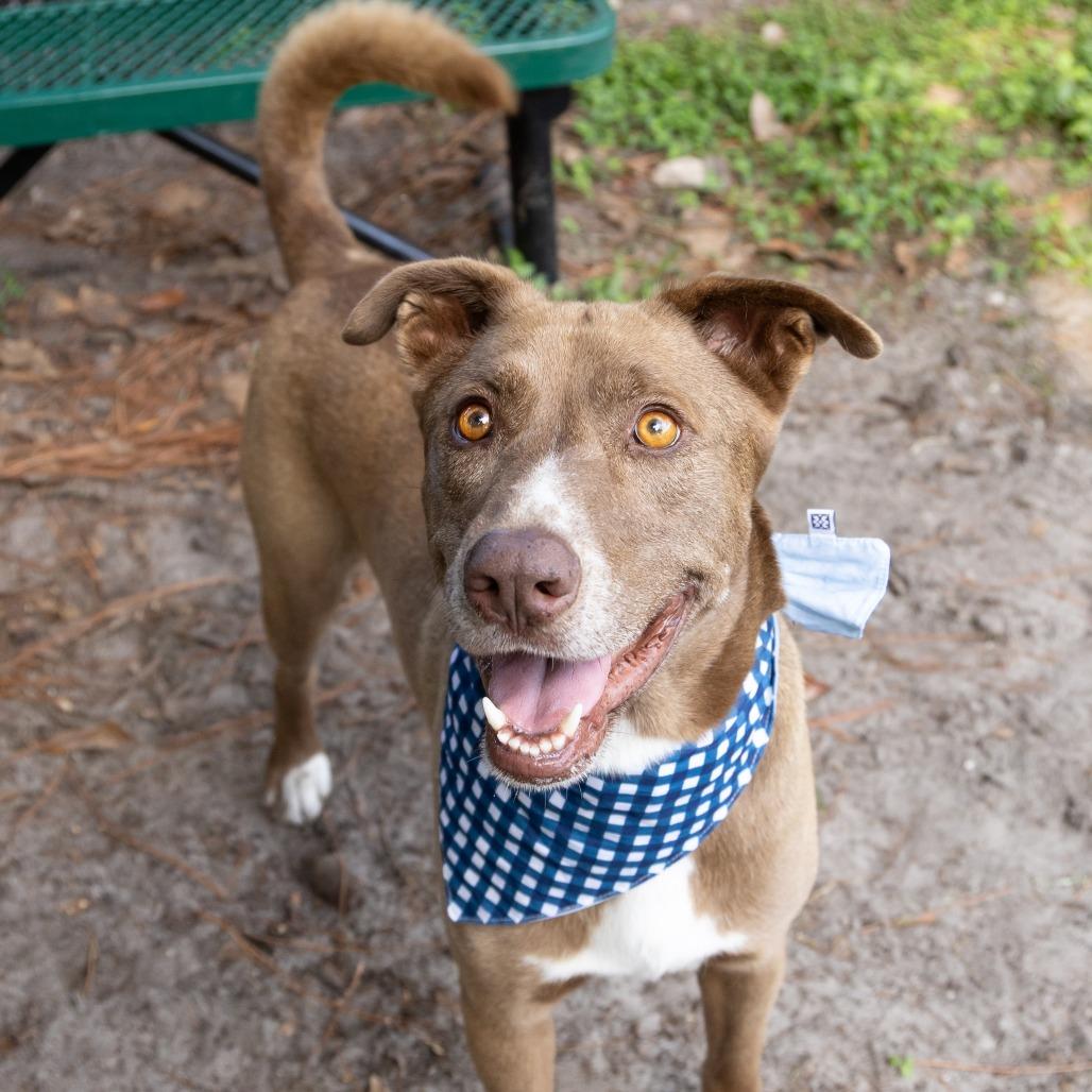 Enlarge Steve, a Adoptable Mixed Breed in Gainesville, FL image 5/6