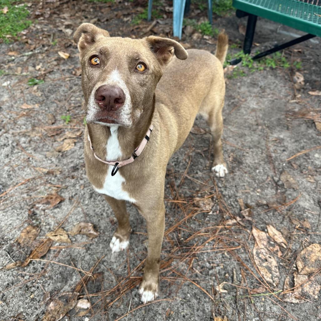 Enlarge Steve, a Adoptable Mixed Breed in Gainesville, FL image 6/6