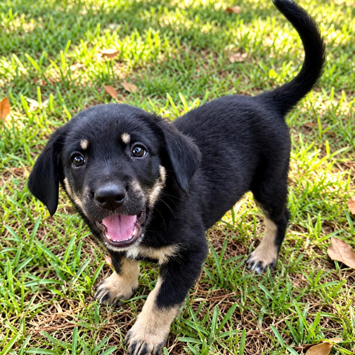 Enlarge Leo - Sweet Cuddle Bug, Affectionate, Playful & Great with Dogs, a Adoptable mixed breed in South Burlington, VT image 2/5