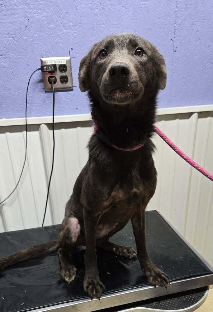 Marigold, Adoptable, Young Female Labrador Retriever.
