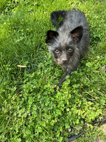 Luna, Adopted, Adult Female Terrier.