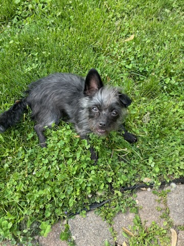 Enlarge Luna, a Adopted mixed breed in Des Plaines, IL image 5/5