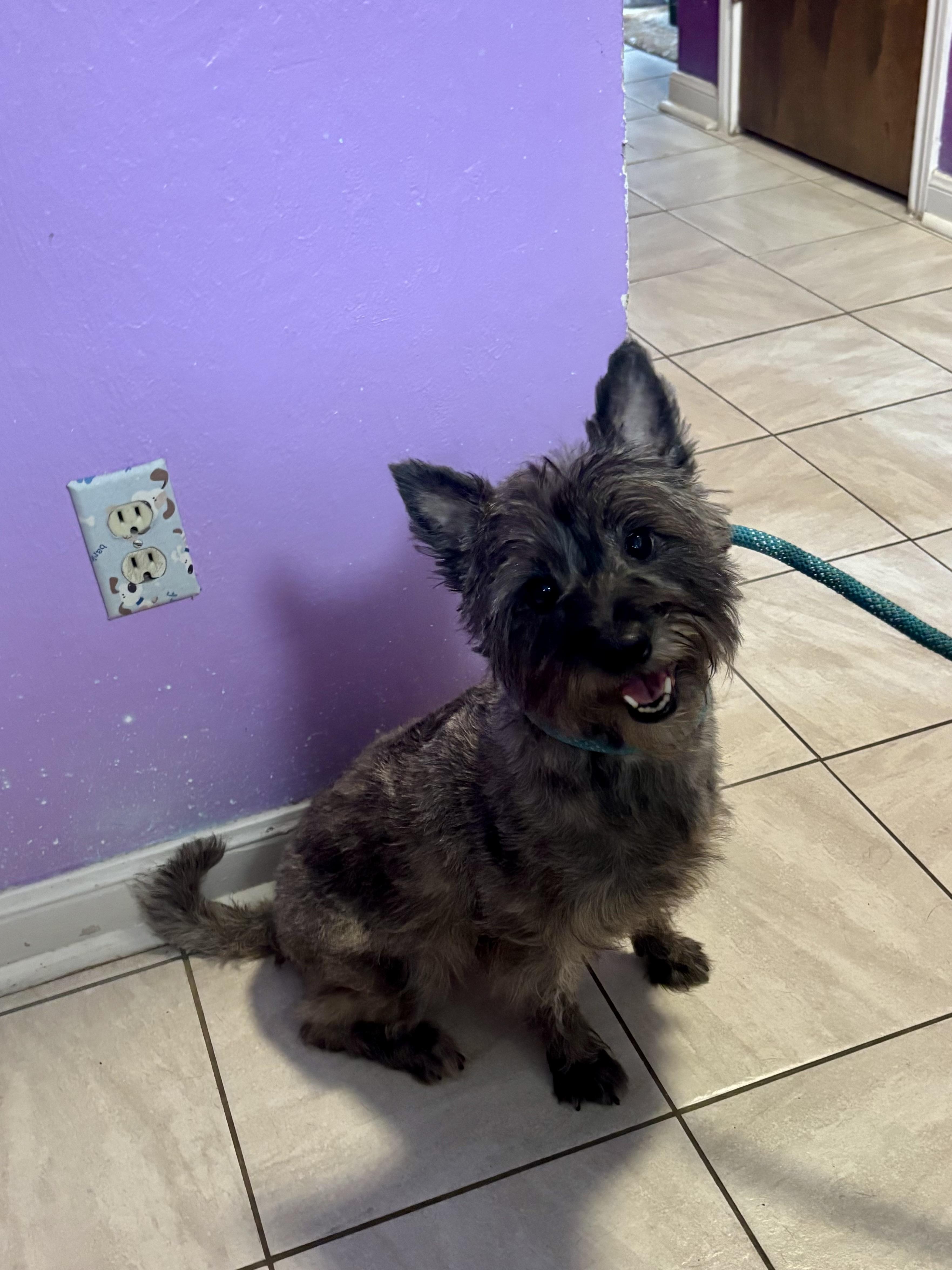 Enlarge Lauren, a Adoptable Cairn Terrier in Spring, TX image 1/4