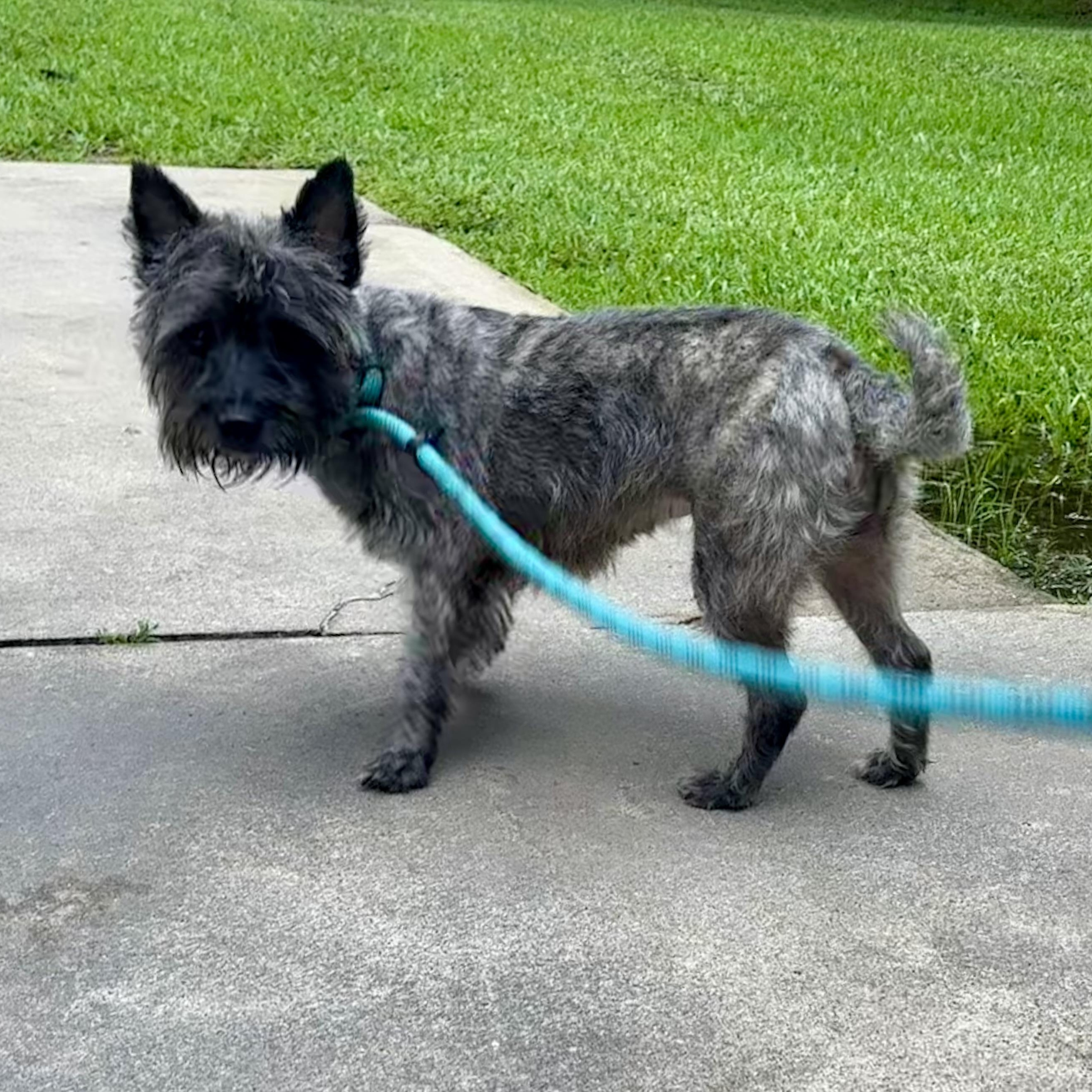 Enlarge Lauren, a Adoptable Cairn Terrier in Spring, TX image 2/4