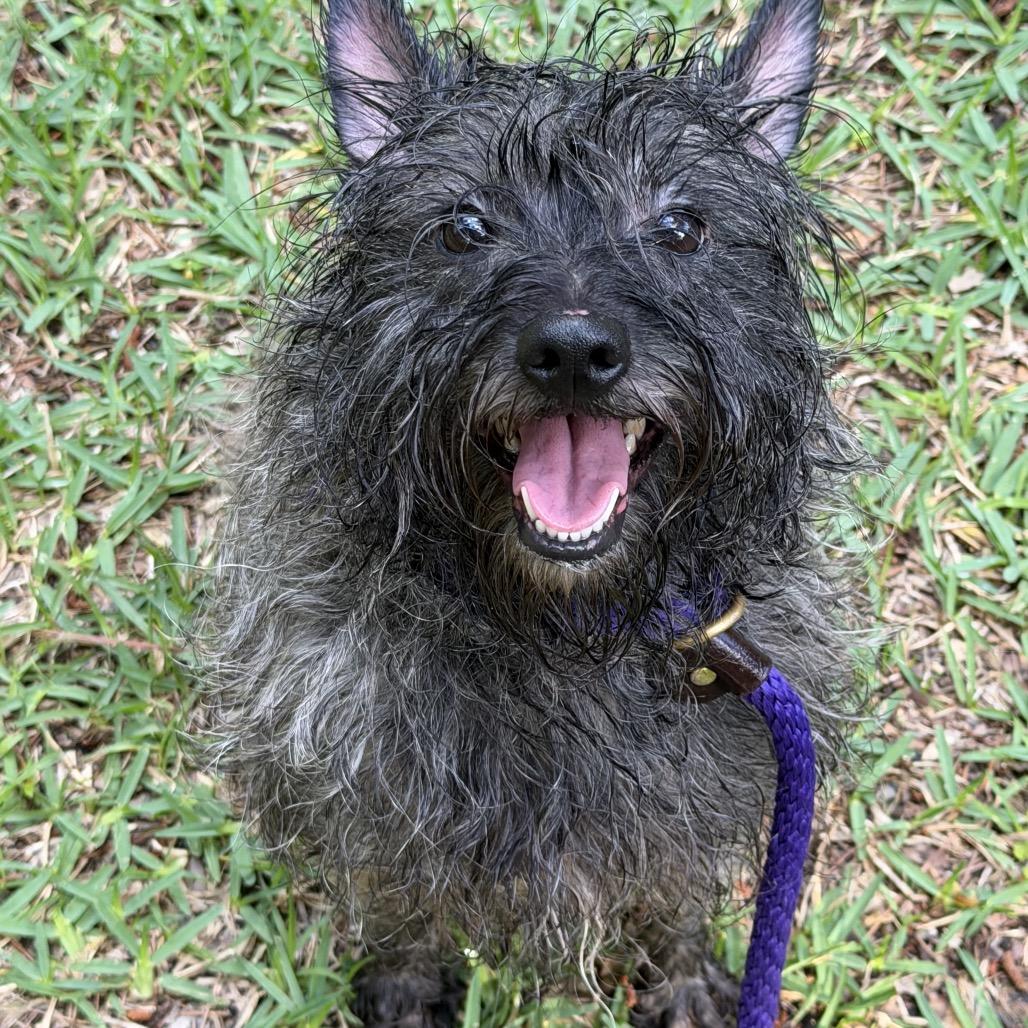 Enlarge Lauren, a Adoptable Cairn Terrier in Spring, TX image 3/4