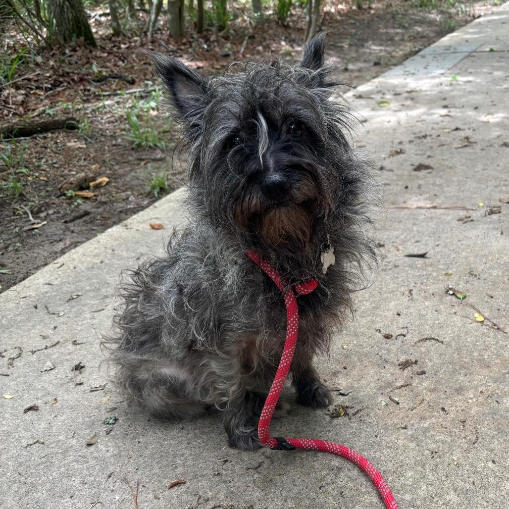 Enlarge Lauren, a Adoptable Cairn Terrier in Spring, TX image 4/4