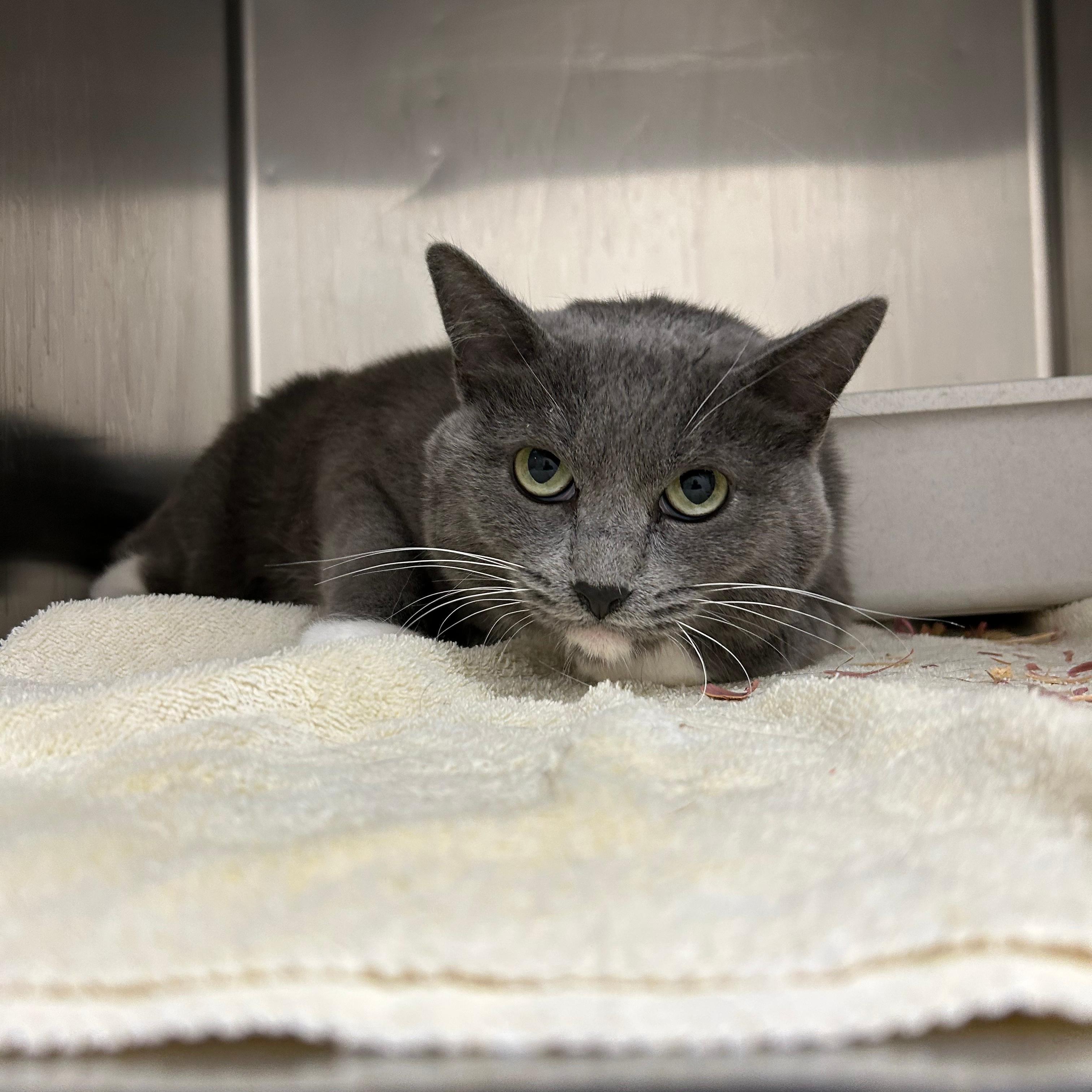 Callie, Adoptable, Adult Female Domestic Short Hair.