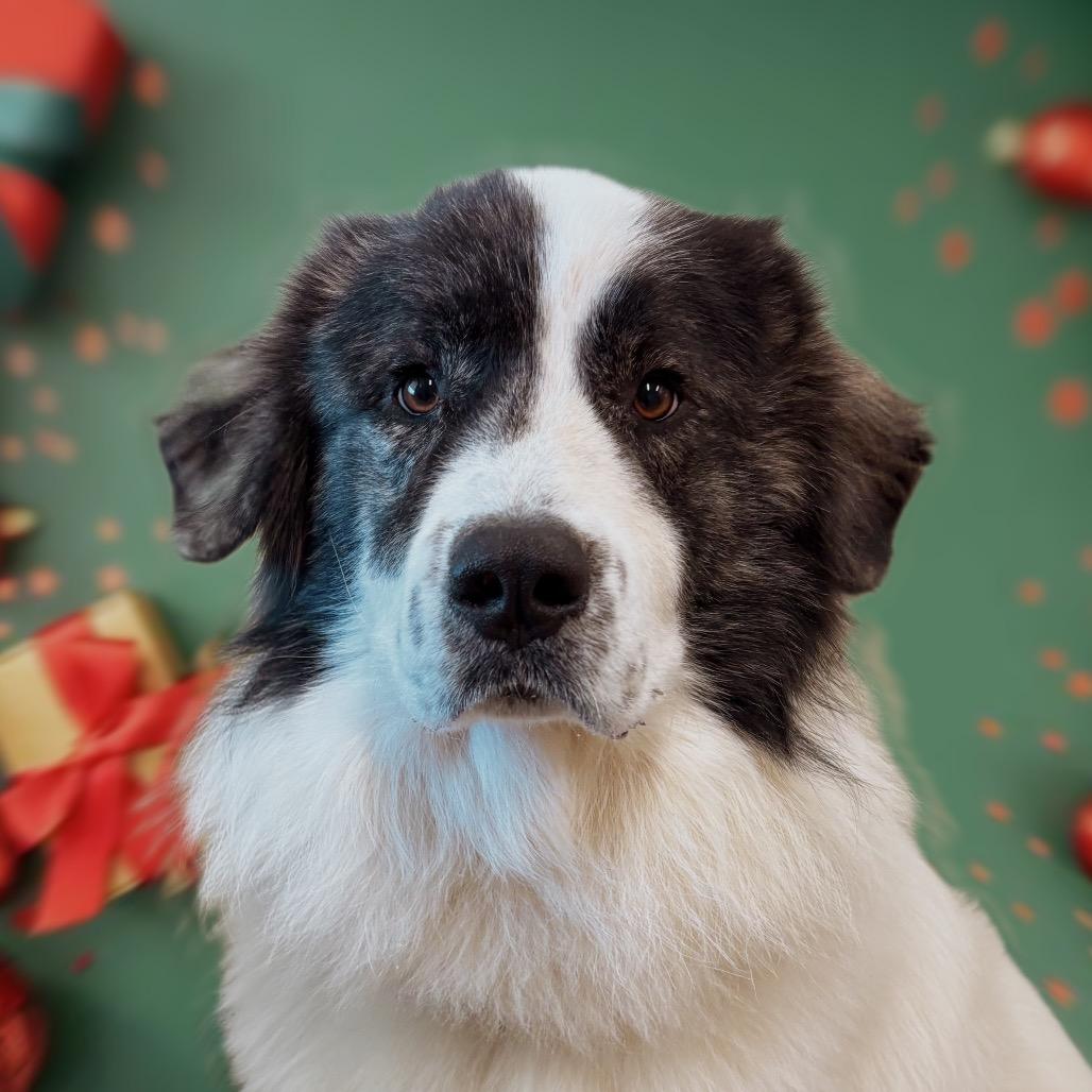 Pongo, Adoptable, Young Male Mixed Breed.