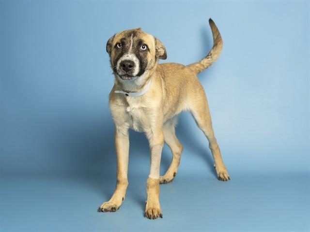Enlarge BIG MAC, a Adoptable mixed breed in Phoenix, AZ image 1/1