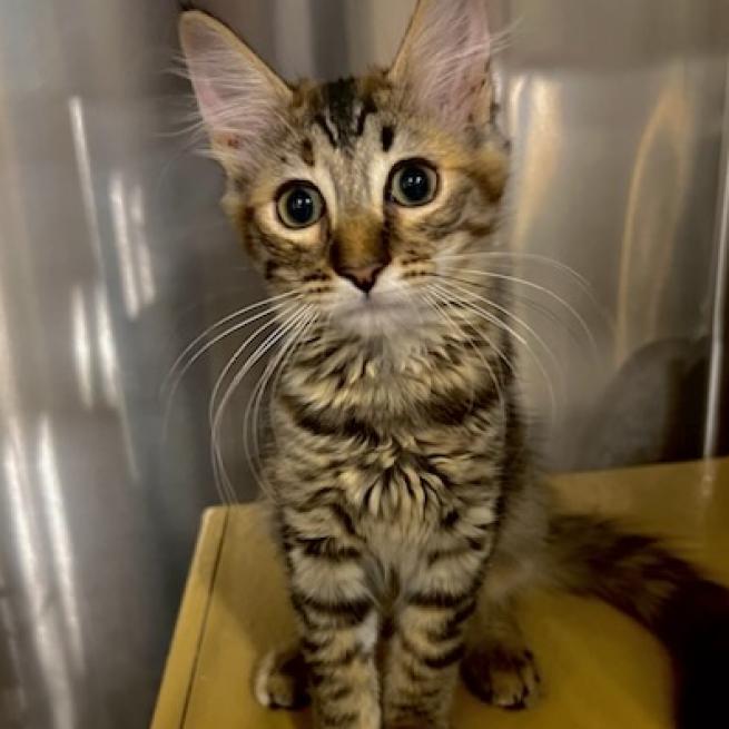 Enlarge Scarlet.2, a Adoptable Domestic Short Hair in Chatsworth, CA image 1/1