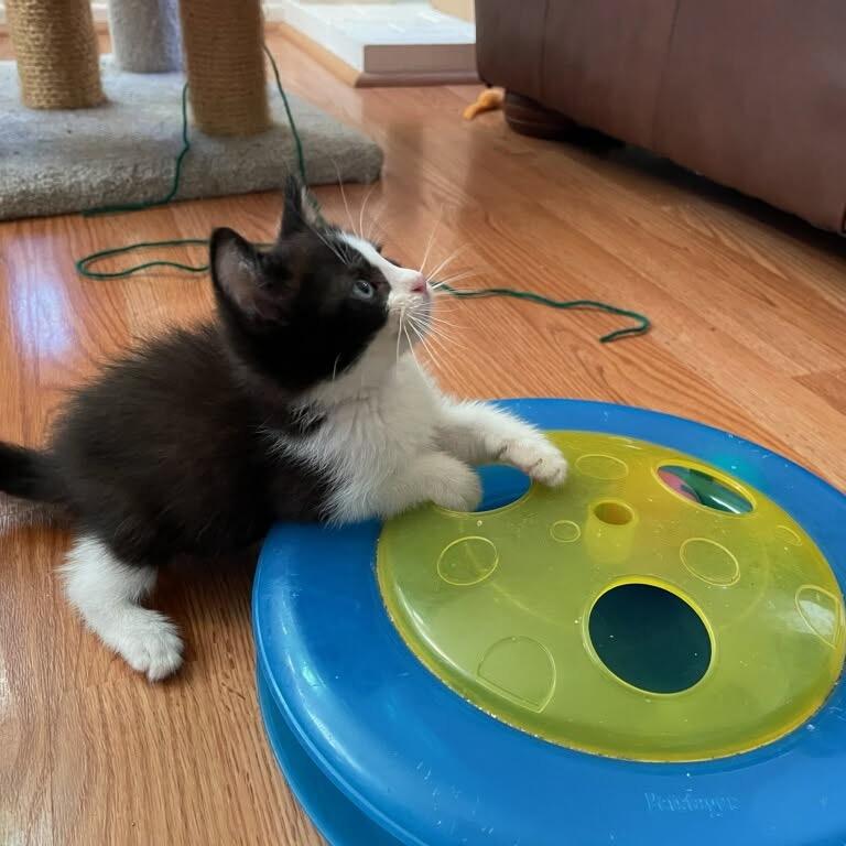 Denali, Adoptable, Kitten Male Domestic Short Hair.