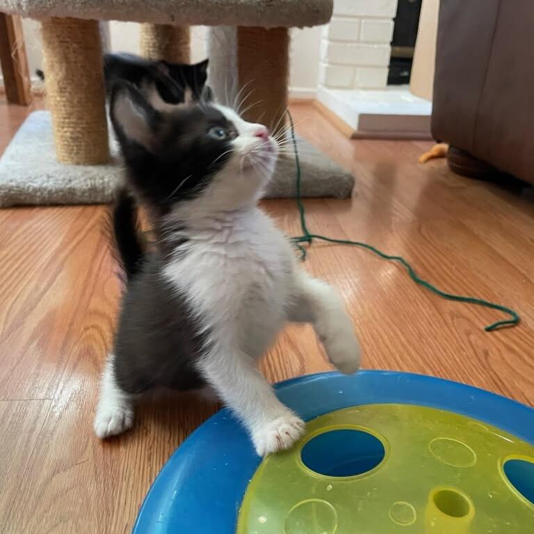 Denali, a Adoptable Domestic Short Hair in Escondido, CA image 2/6