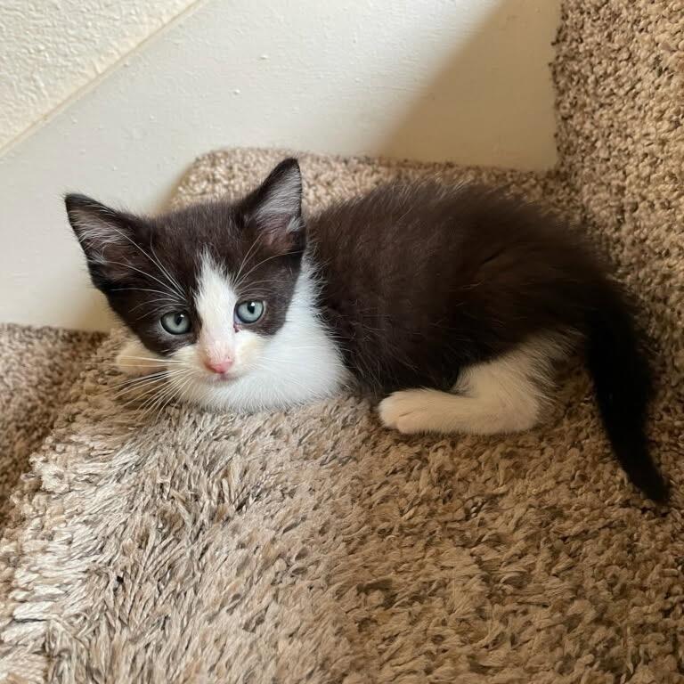 Denali, a Adoptable Domestic Short Hair in Escondido, CA image 3/6