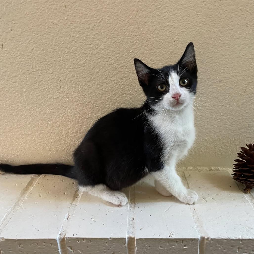 Denali, a Adoptable Domestic Short Hair in Escondido, CA image 4/6