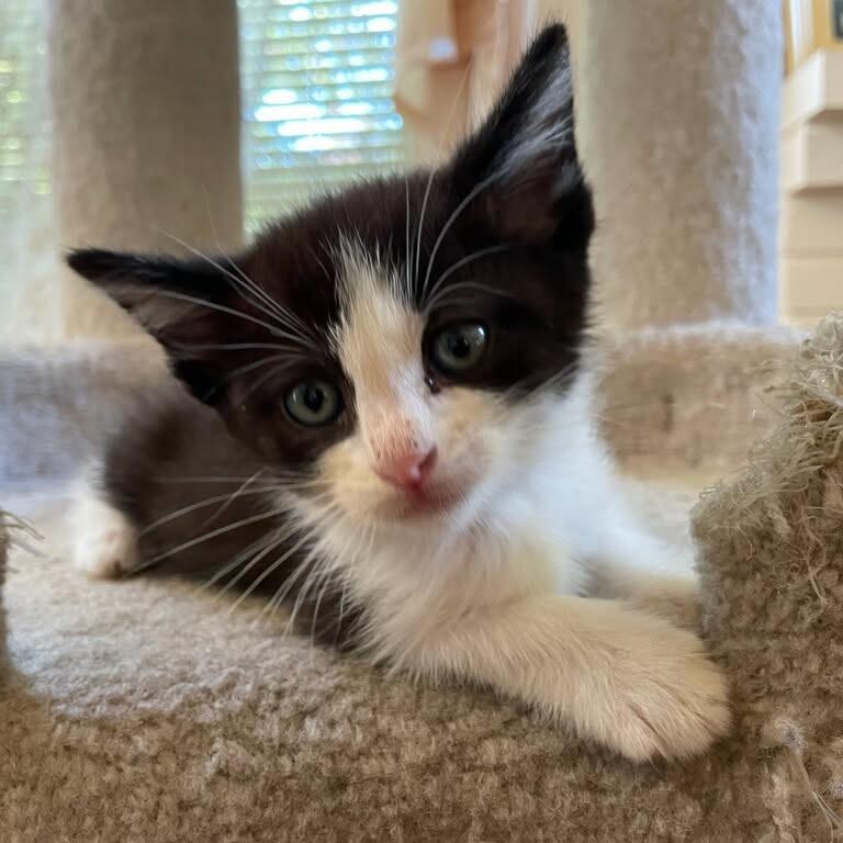 Denali, a Adoptable Domestic Short Hair in Escondido, CA image 5/6