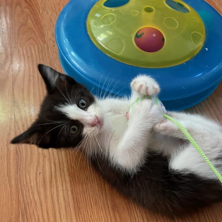 Denali, a Adoptable Domestic Short Hair in Escondido, CA image 6/6