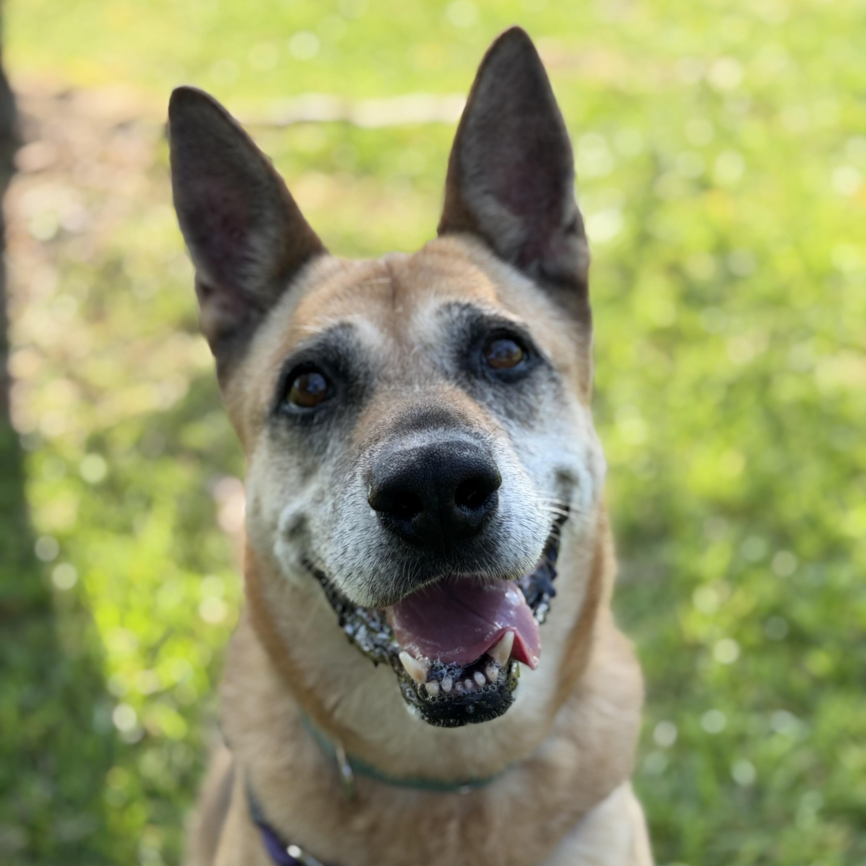 Enlarge Dorene Florie, a Adoptable mixed breed in Albany, NY image 1/5