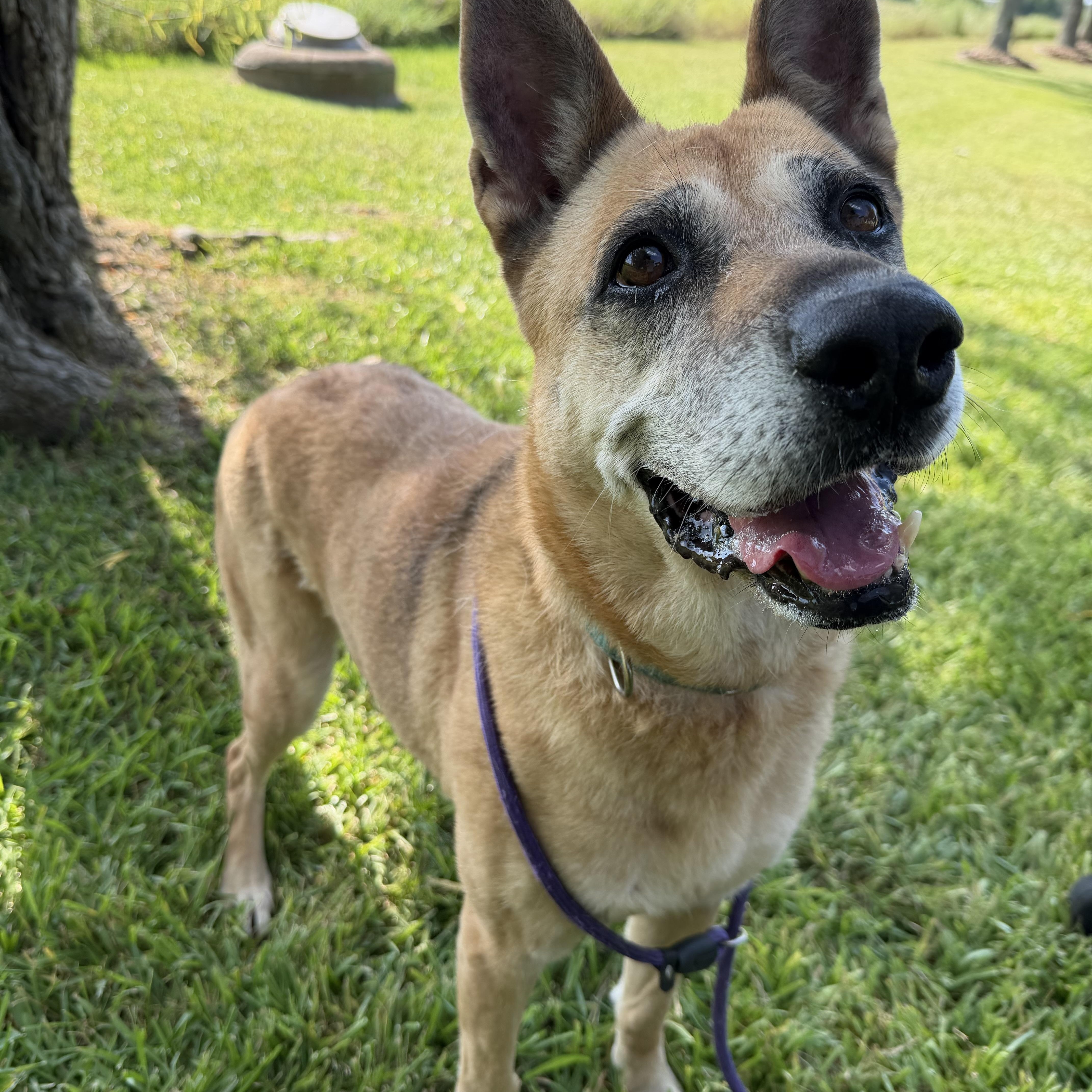 Enlarge Dorene Florie, a Adoptable mixed breed in Albany, NY image 5/5