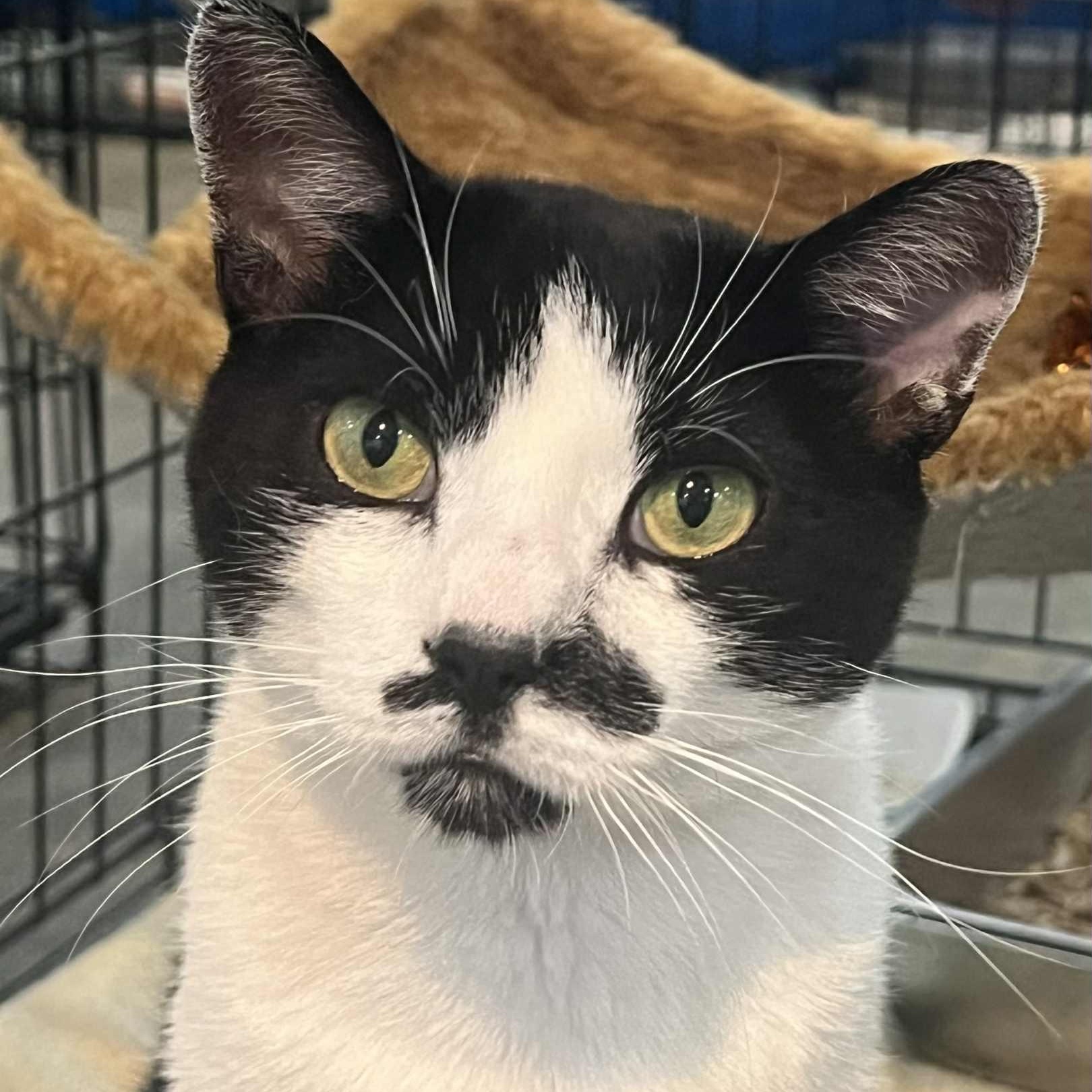 Mustacho