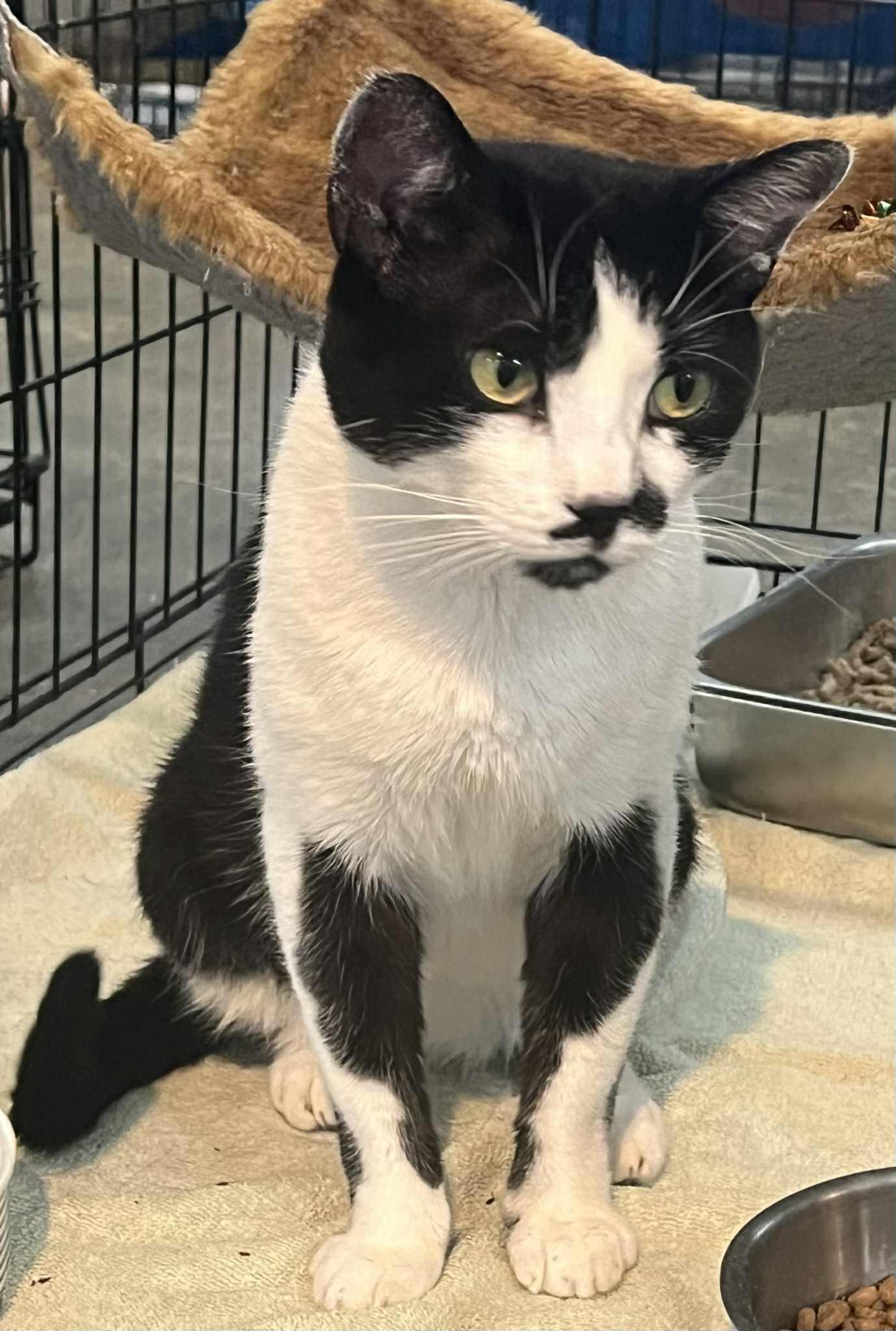 Mustacho