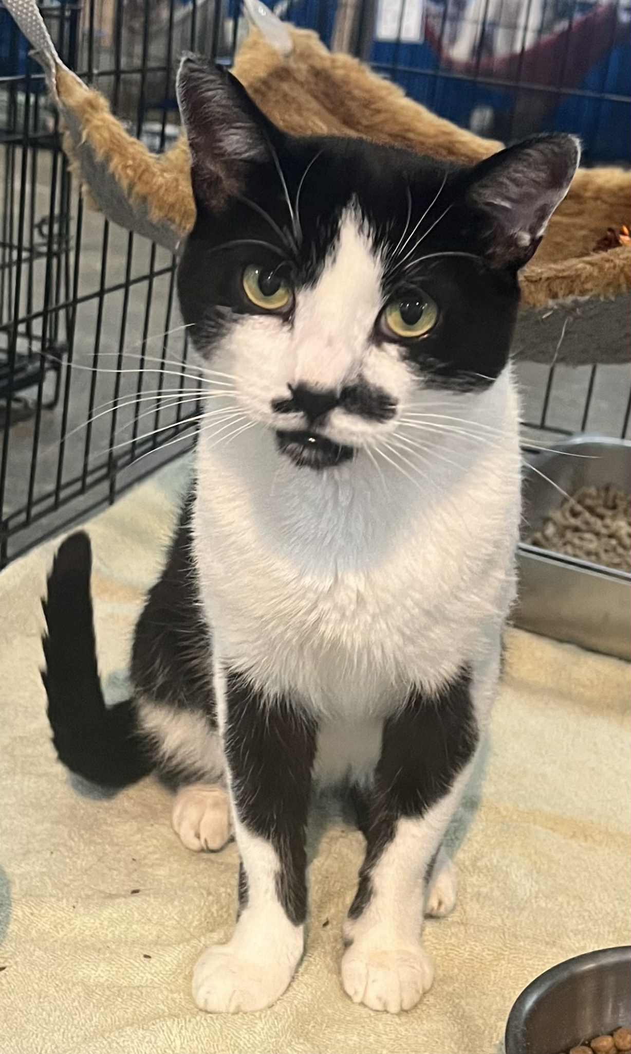 Mustacho