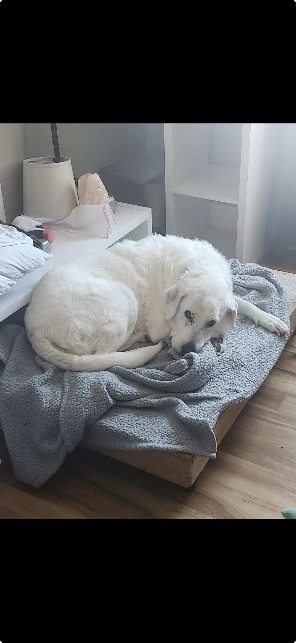 Brody, ADOPTABLE, Adult Male Great Pyrenees & Labrador Retriever.