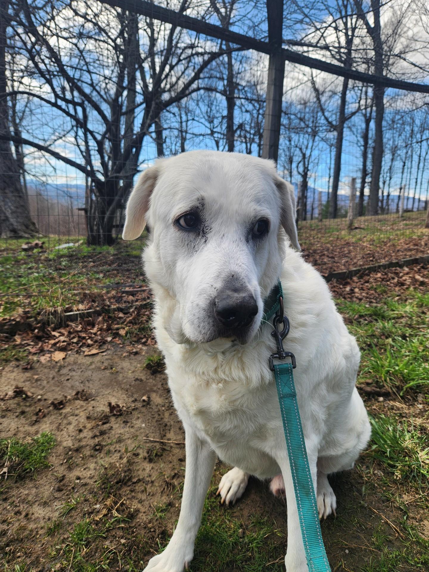 Brody, a ADOPTABLE mixed breed in Chelsea, VT image 3/5