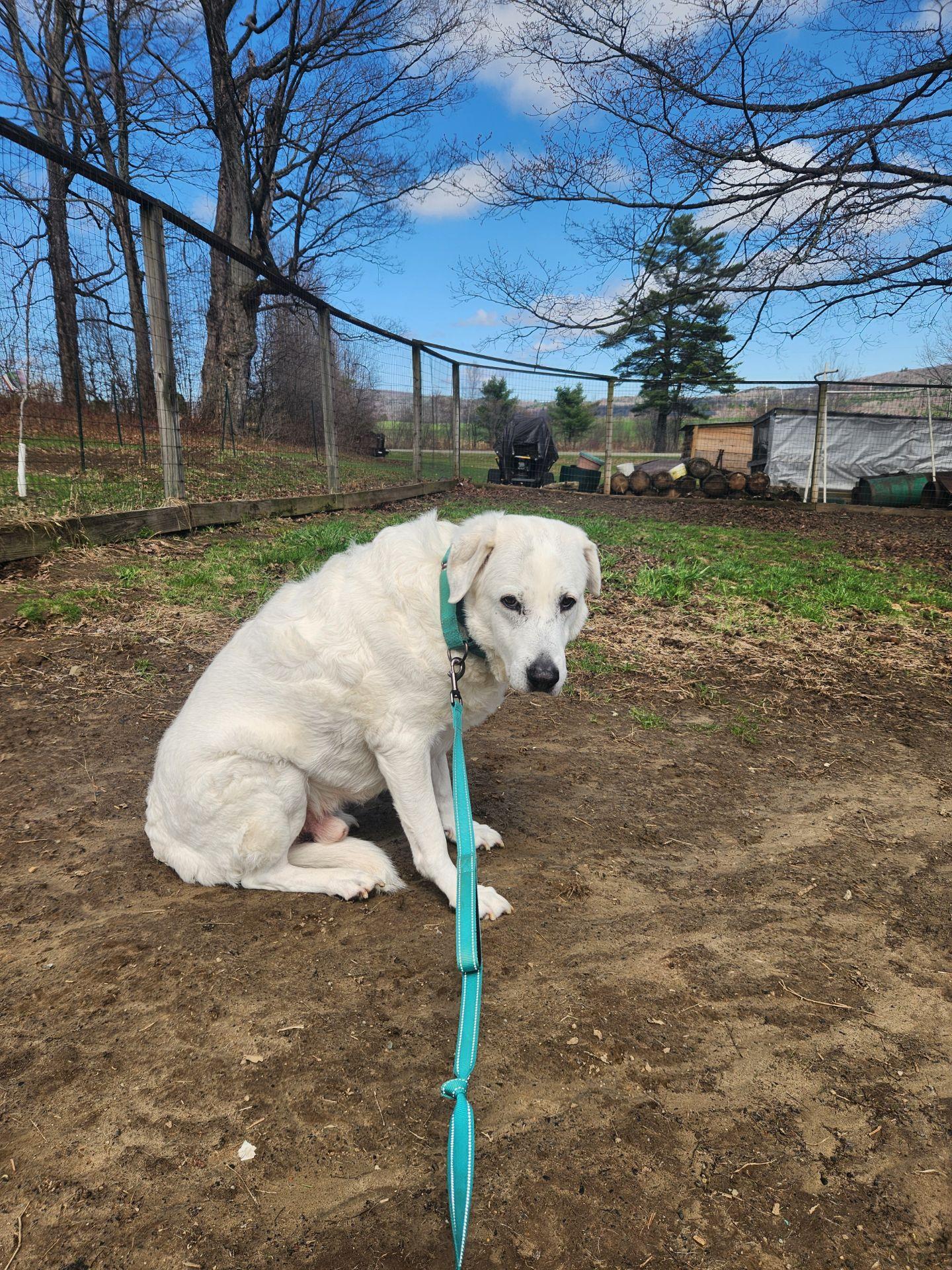 Brody, a ADOPTABLE mixed breed in Chelsea, VT image 5/5
