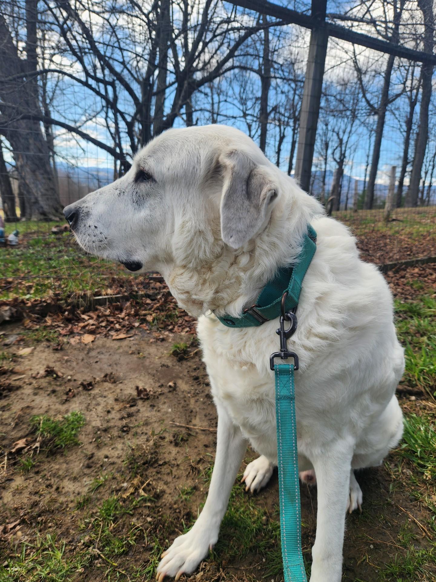 Brody, a ADOPTABLE mixed breed in Chelsea, VT image 2/5