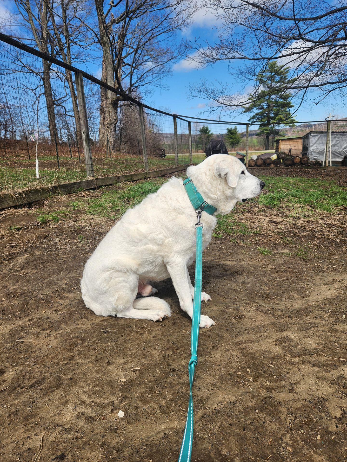 Brody, a ADOPTABLE mixed breed in Chelsea, VT image 4/5