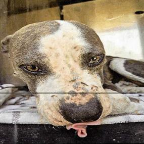 Eva, Adoptable, Adult Female American Staffordshire Terrier & Mixed Breed.