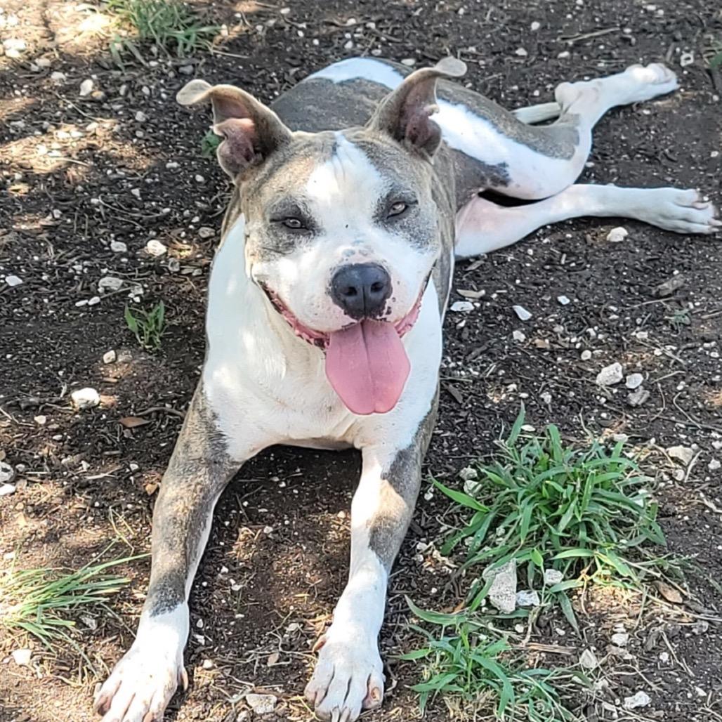 Enlarge Eva, a Adoptable mixed breed in Hagerstown, MD image 2/4