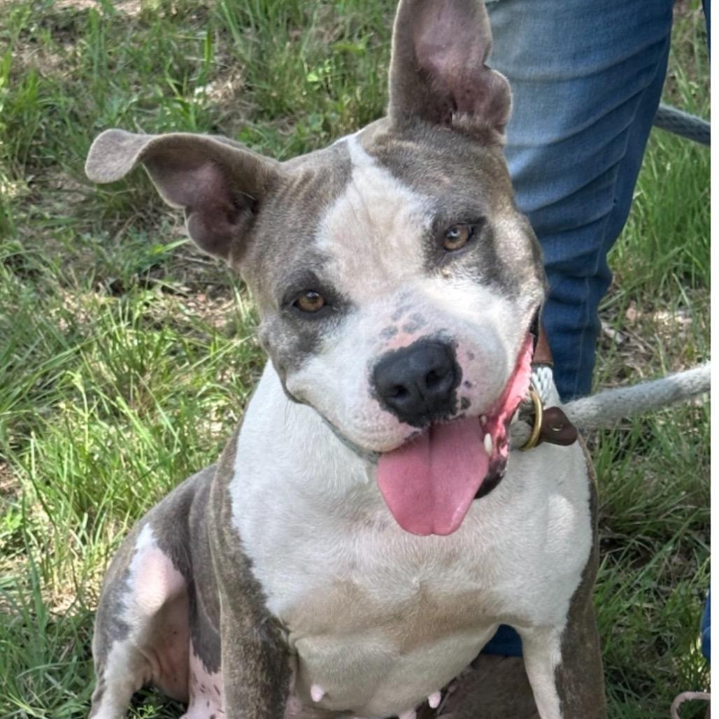 Enlarge Eva, a Adoptable mixed breed in Hagerstown, MD image 3/4