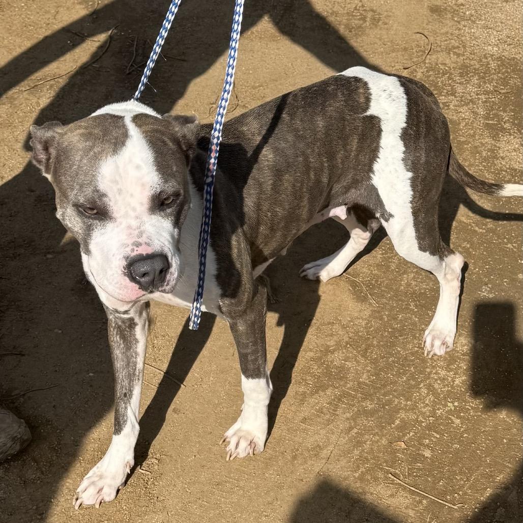 Enlarge Eva, a Adoptable mixed breed in Hagerstown, MD image 4/4